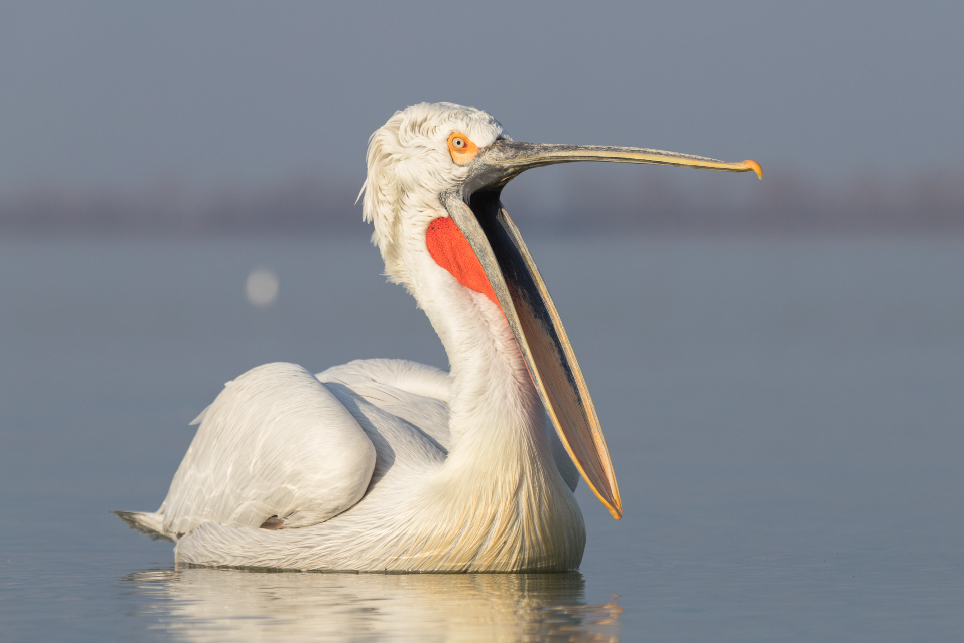 Pelikany kędzierzawe / Dalmatian pelicans, Kerkini Lake 2018 - 7
