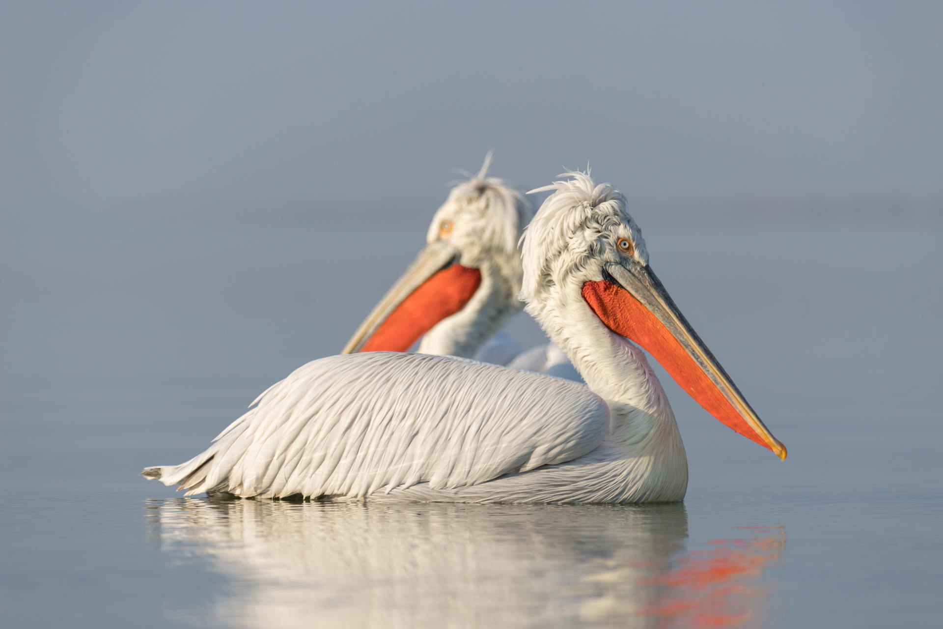 Pelikany kędzierzawe / Dalmatian pelicans, Kerkini Lake 2018 - 8