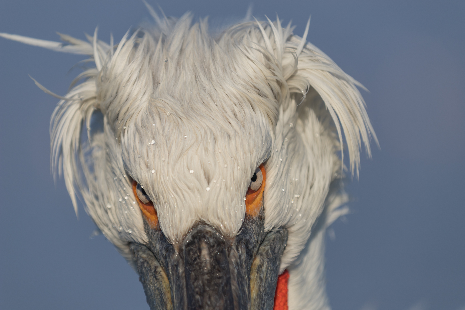 Pelikany kędzierzawe / Dalmatian pelicans, Kerkini Lake 2018 - 10