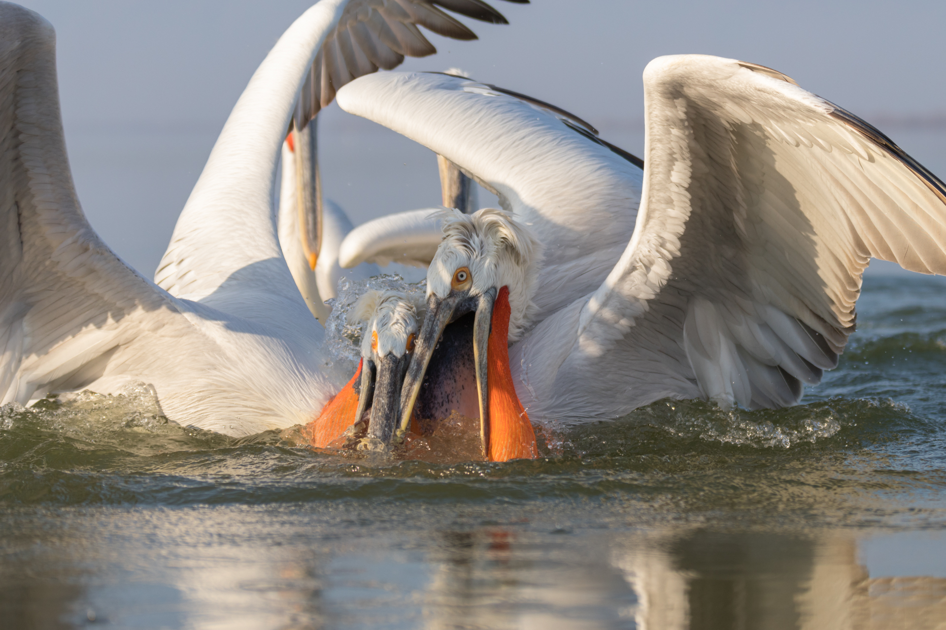 Pelikany kędzierzawe / Dalmatian pelicans, Kerkini Lake 2018 - 19