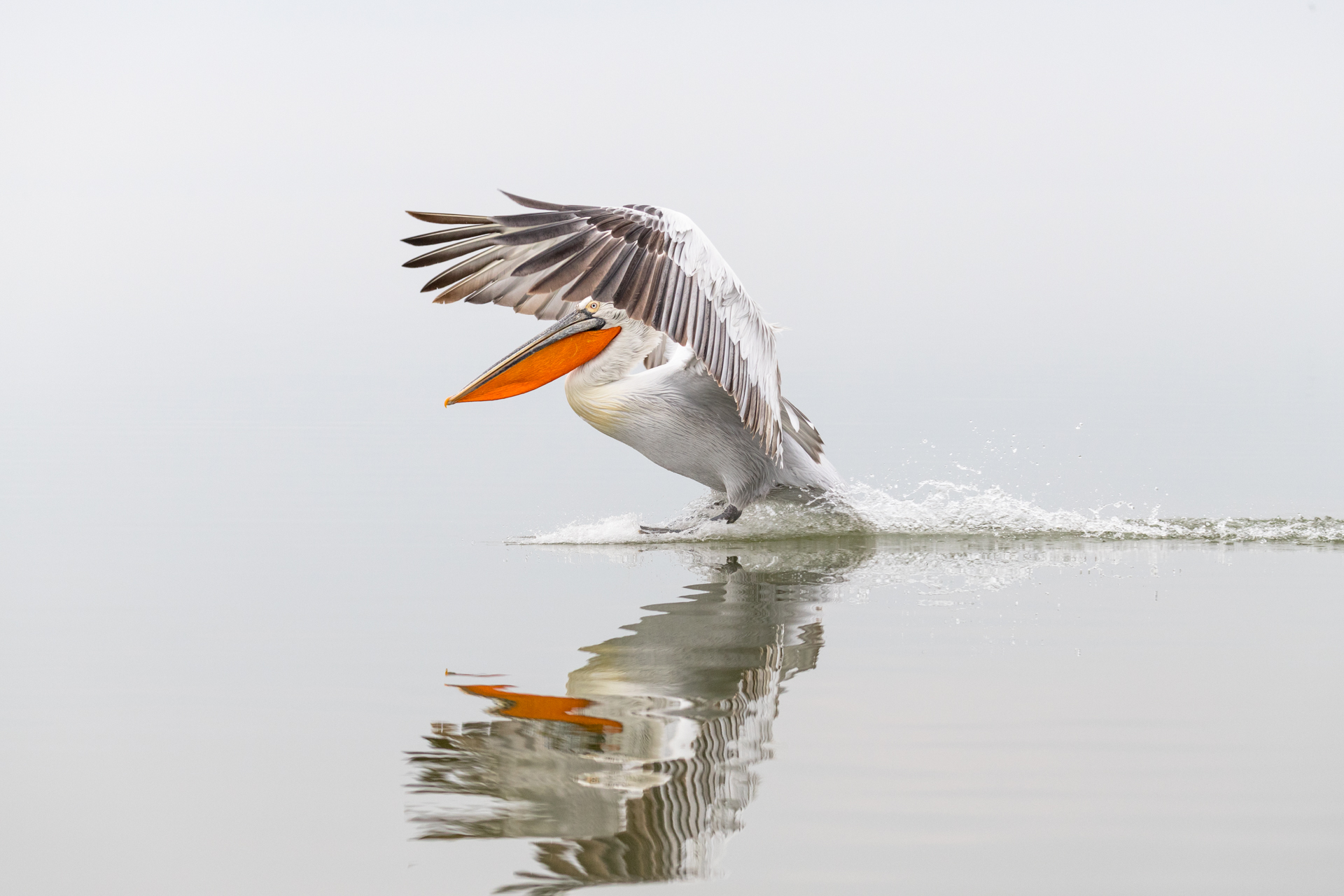 Pelikany kędzierzawe / Dalmatian pelicans, Kerkini Lake 2018 - 35