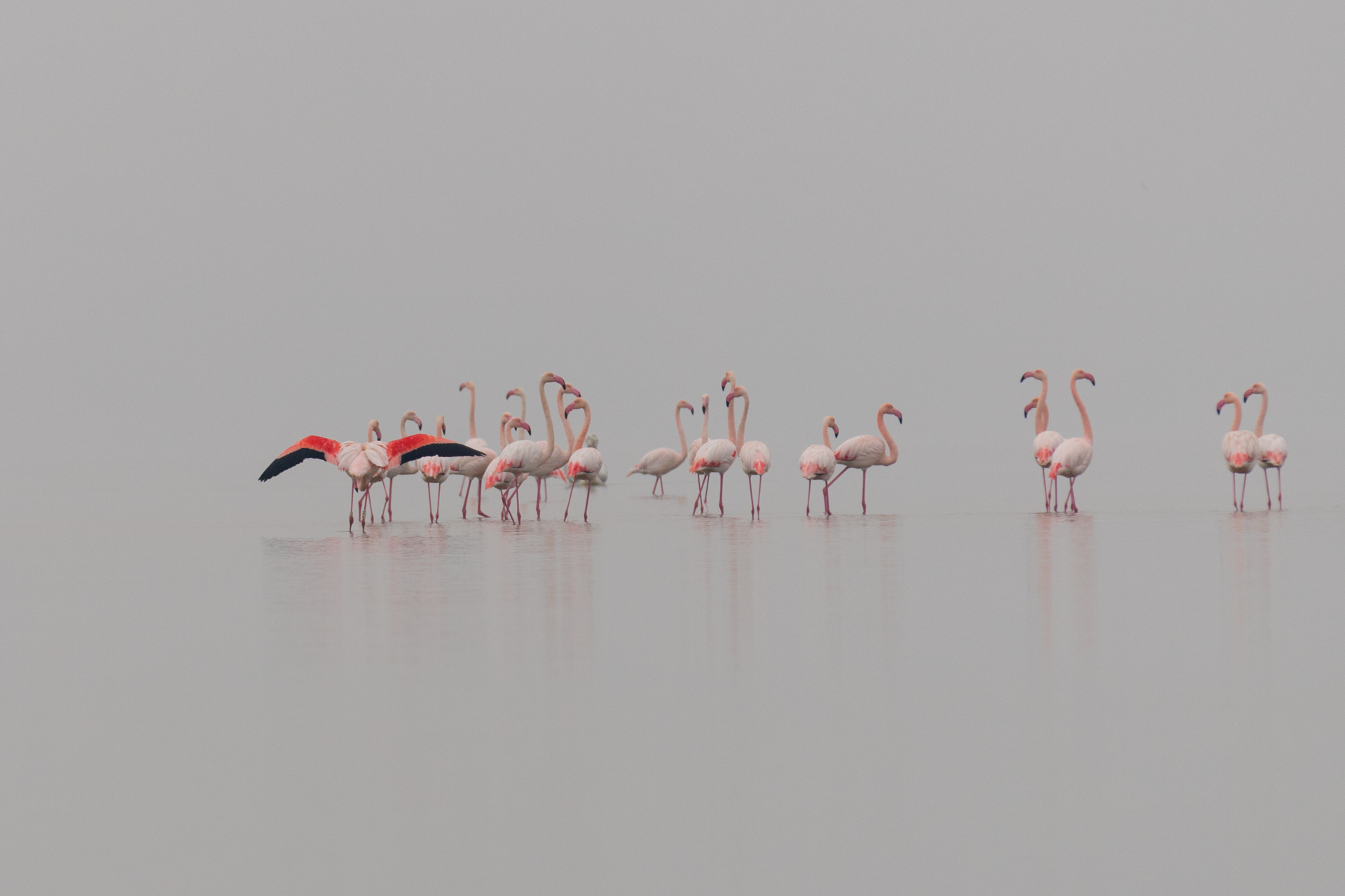 Flamingi / Flamingos, Kerkini Lake 2018 - 2